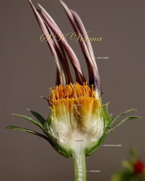  Capitulum V S showing conic receptacle